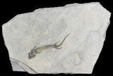 Permian Branchiosaur (Amphibian) Fossil - Germany #63584-1